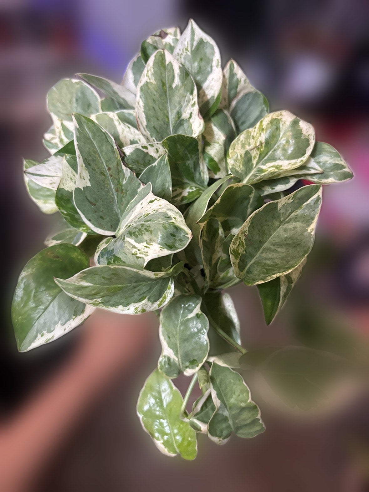 Pothos 'N'Joy'