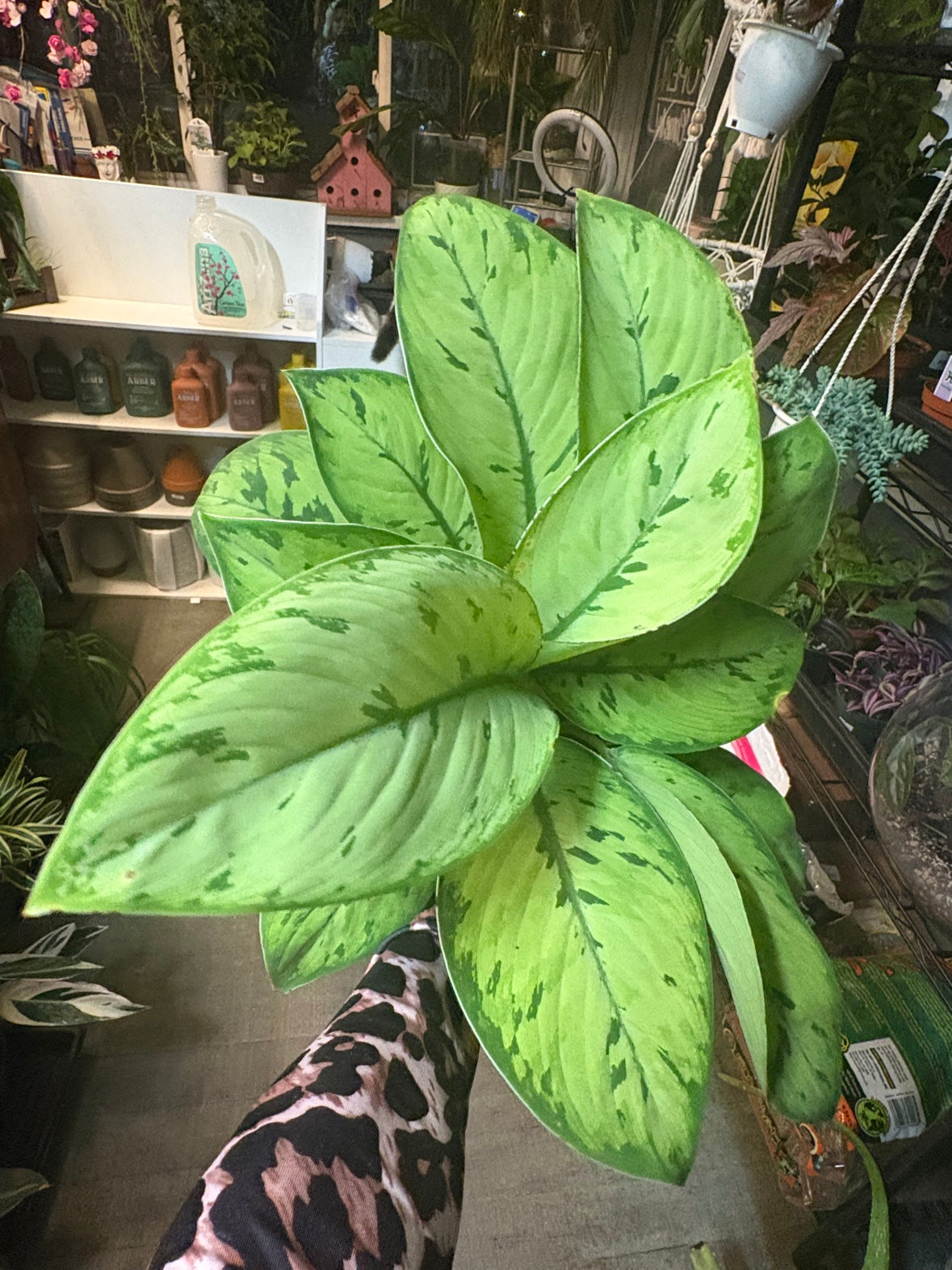 Aglaonema 'Silver Bay'