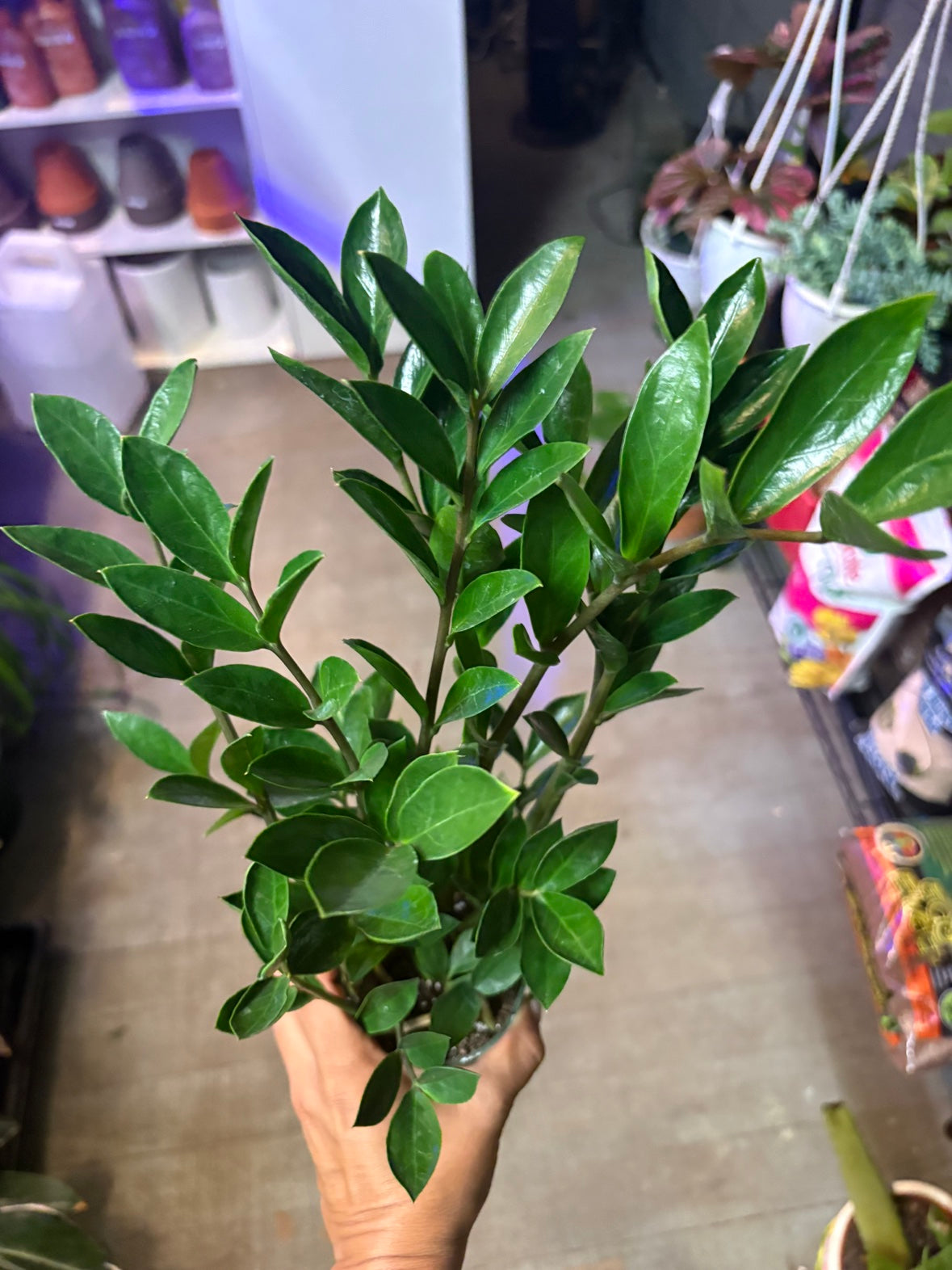 ZZ Plant