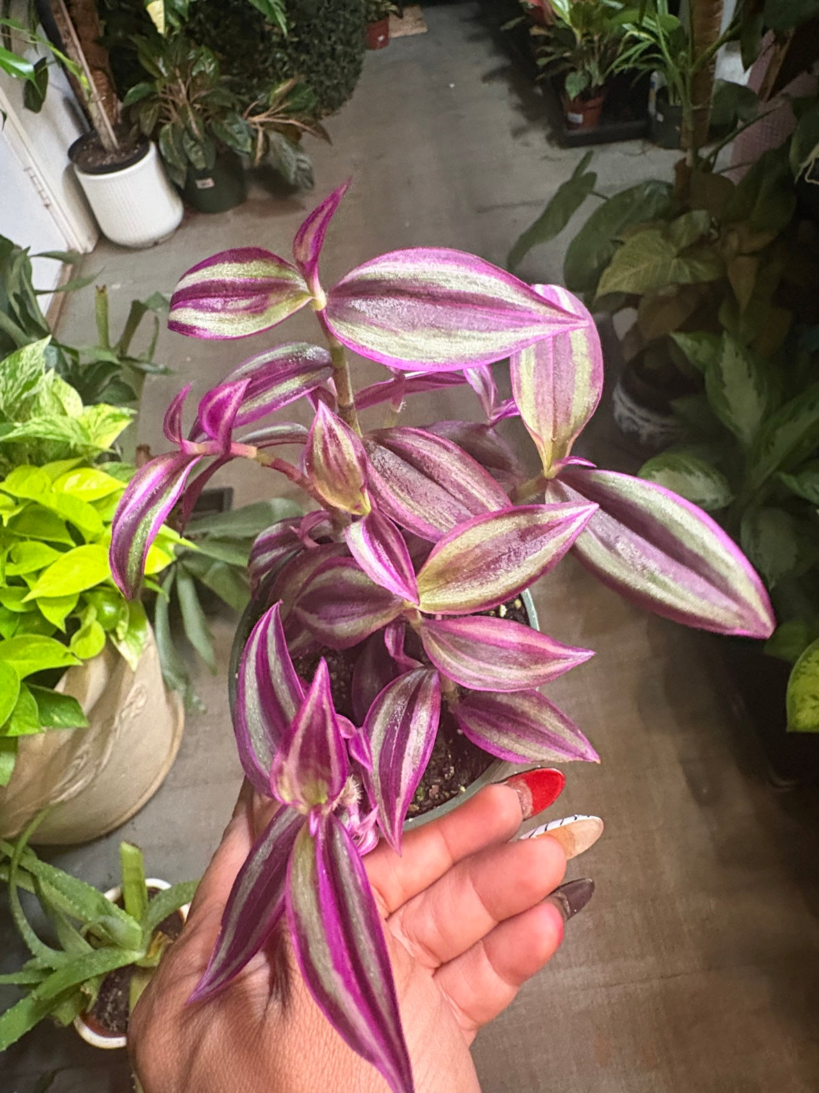 Tradescantia Zebrina (Pink Wandering Dude)