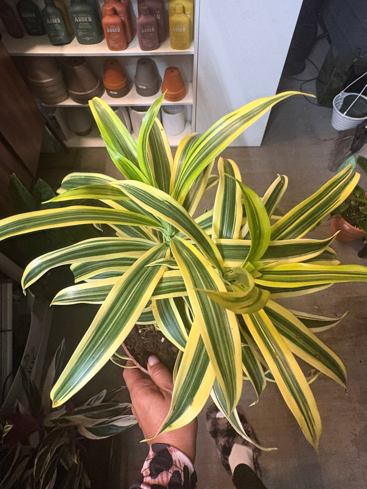 Dracaena 'Song of India'