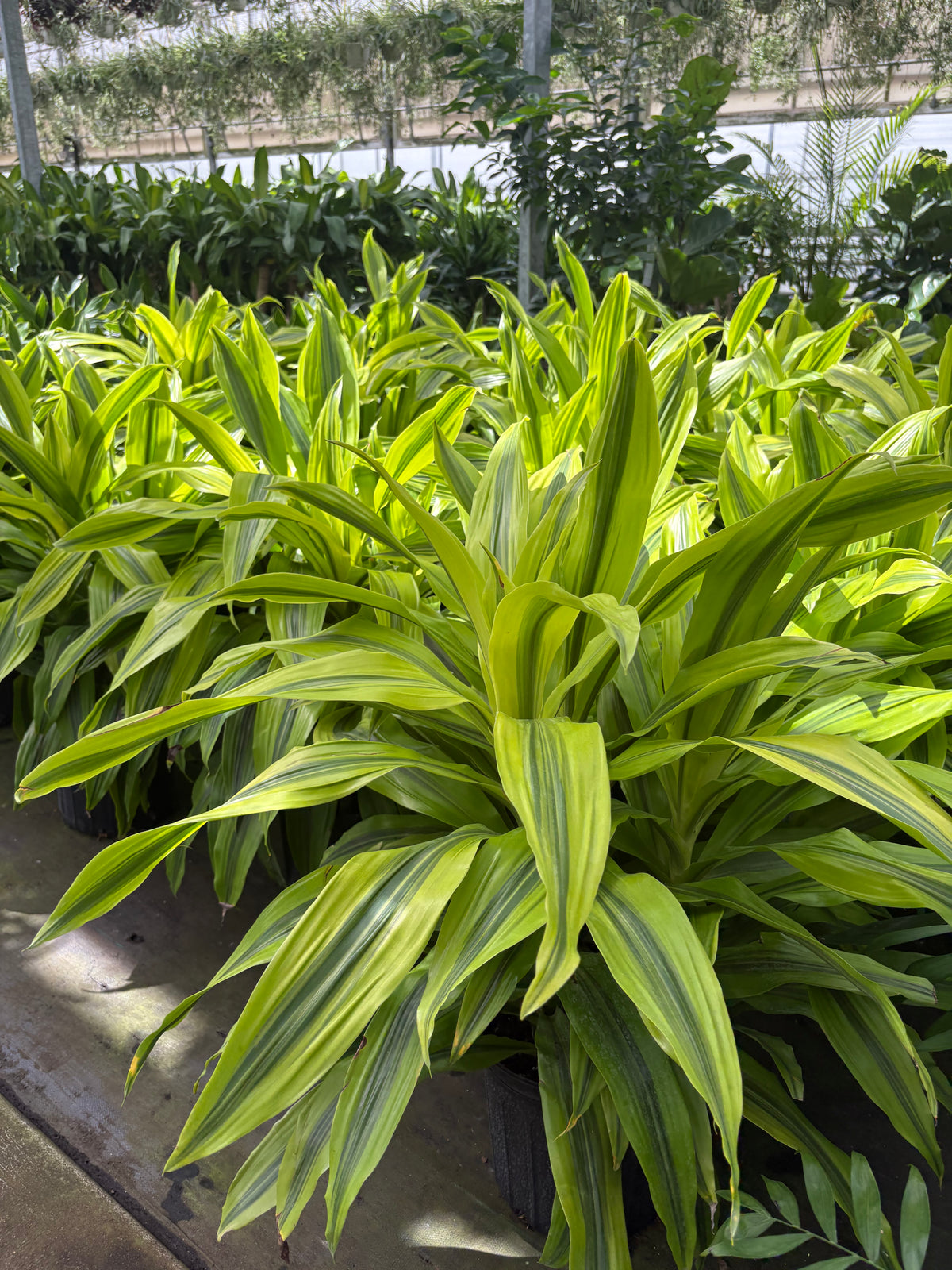 Dracaena 'Lemon Lime'