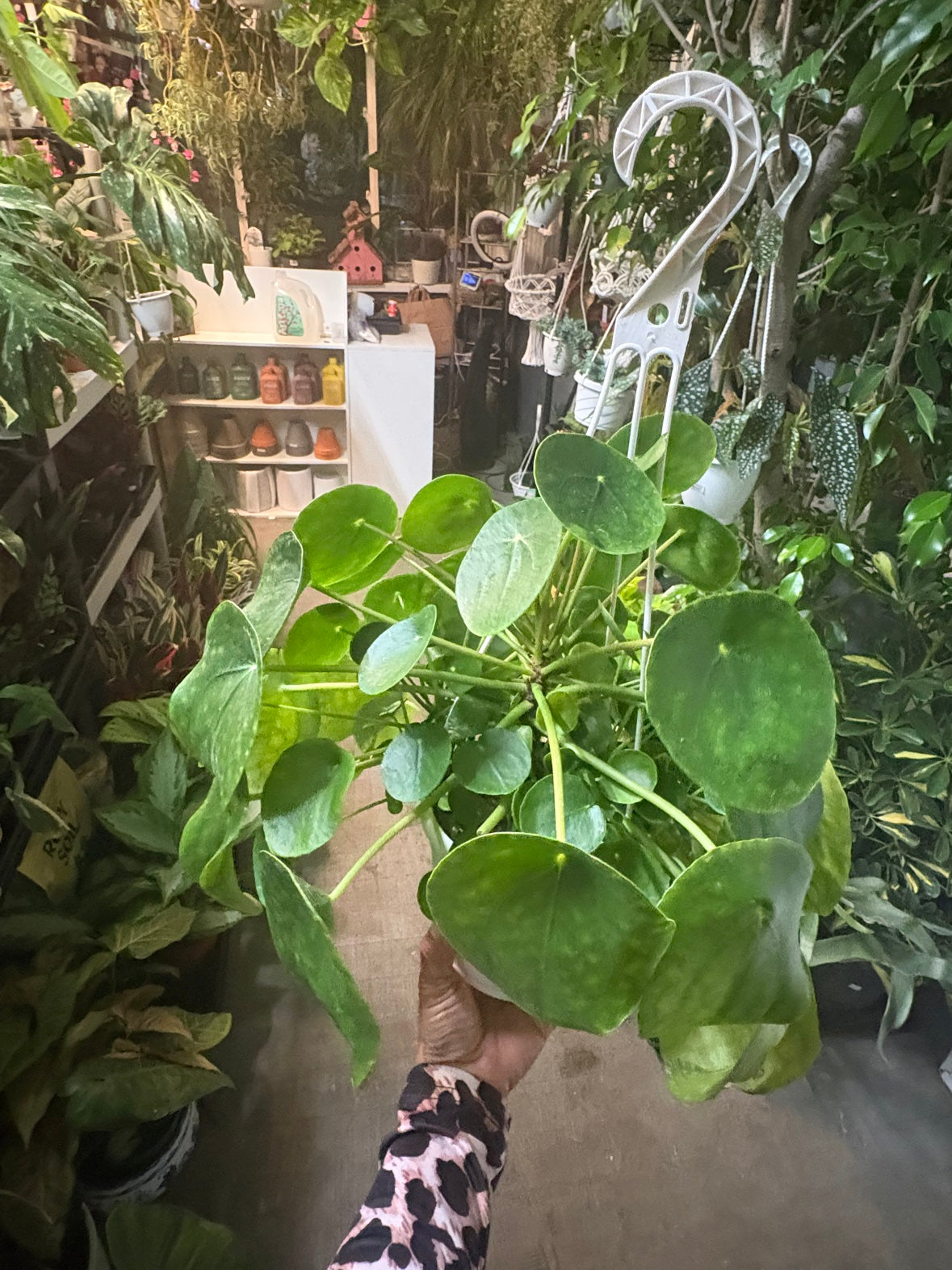 Pilea Peperomioides