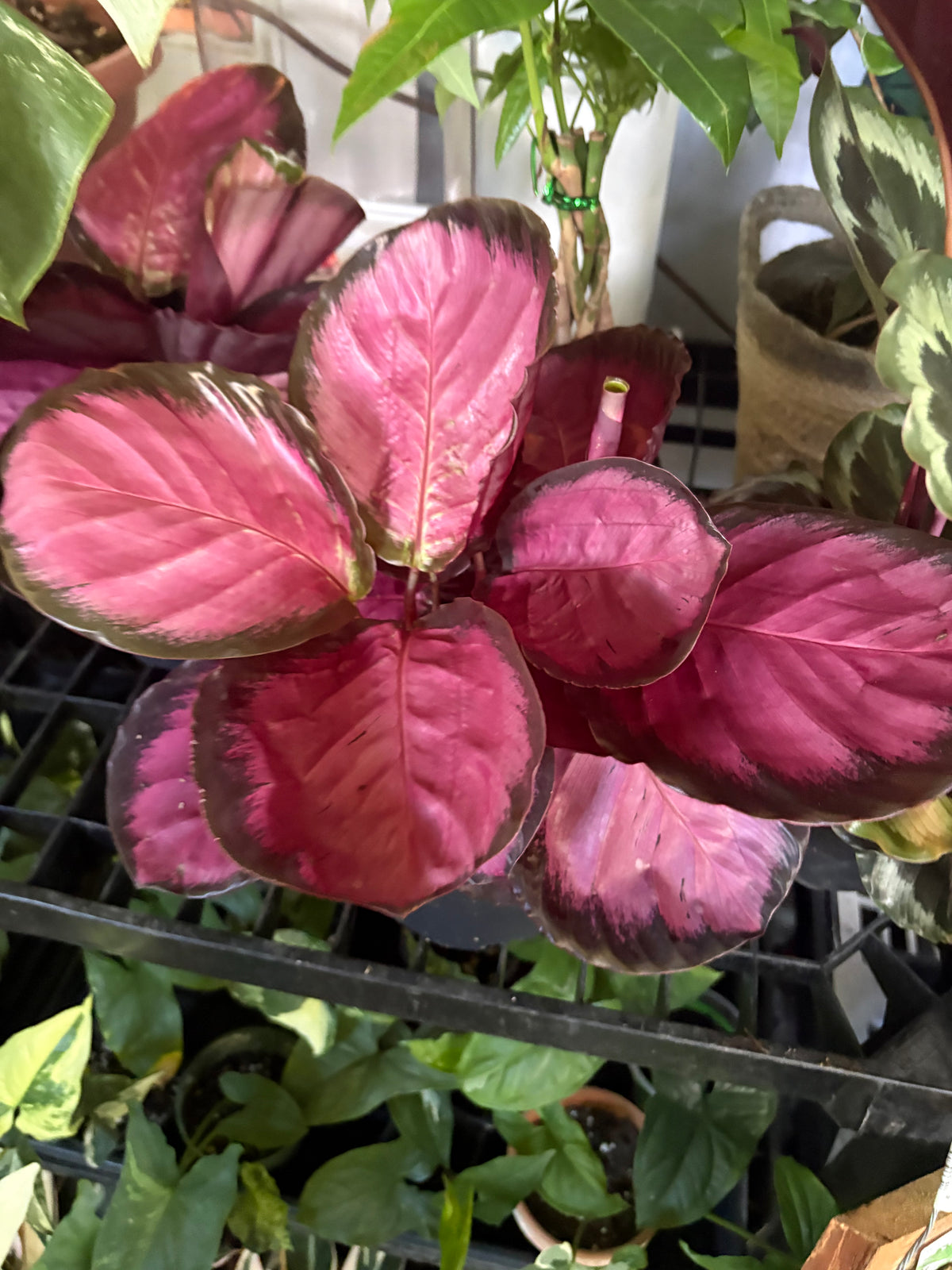 Calathea 'Dottie'