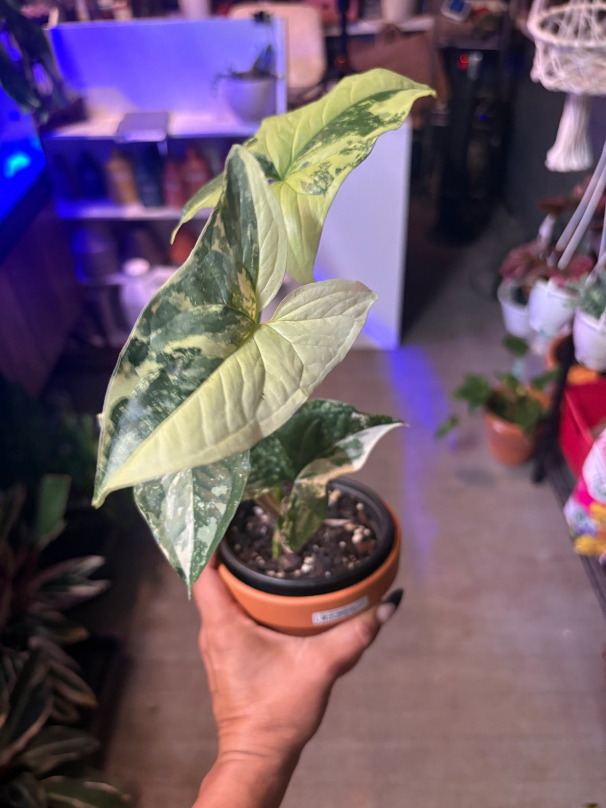 Syngonium 'Albo'