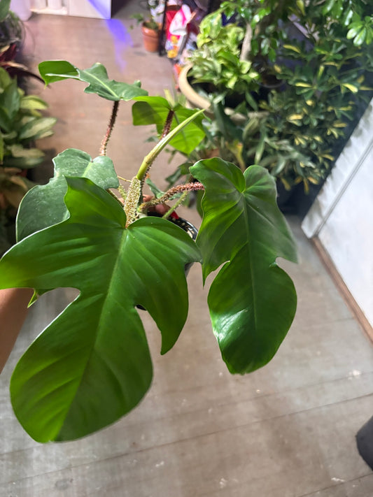 Philodendron squamiferum