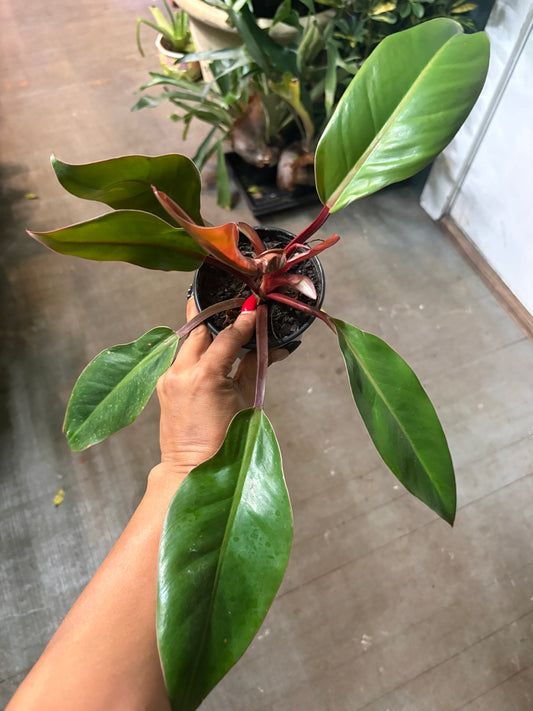 Philodendron 'Rojo Congo'