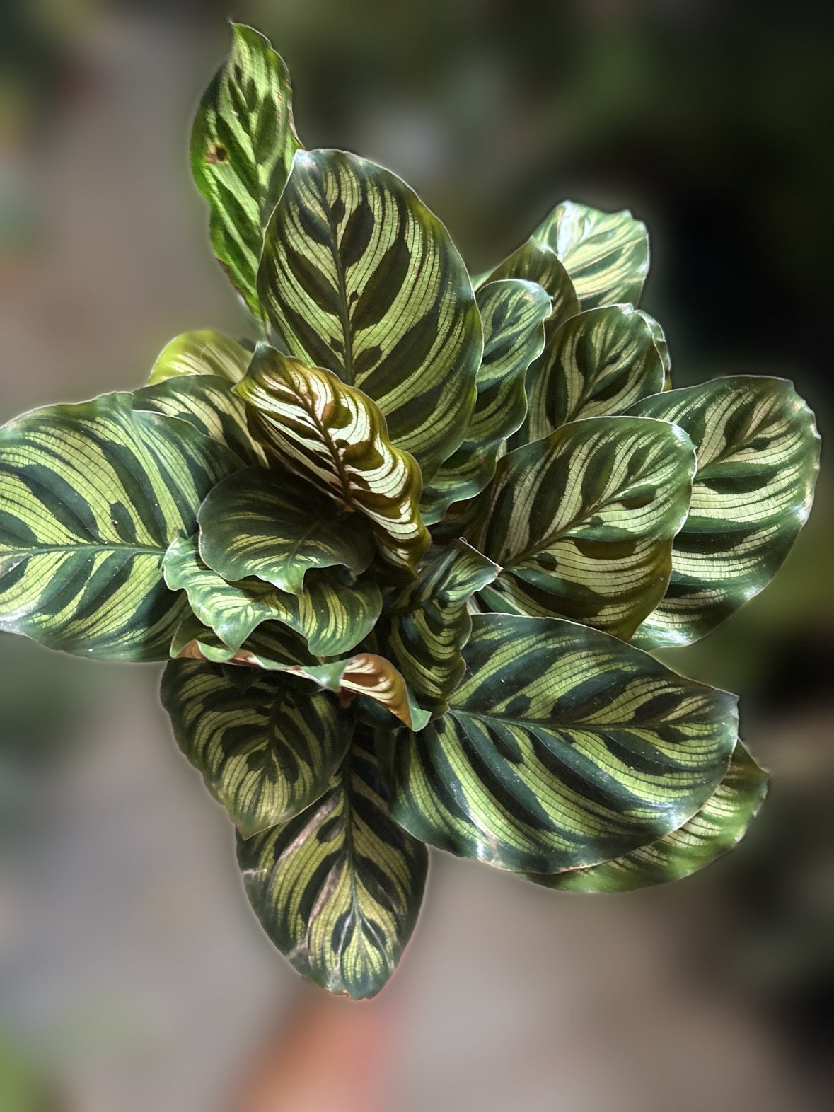 Calathea makoyana (Peacock)