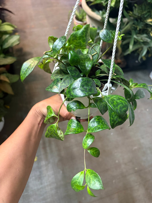 Lipstick Plant 'Black Pagoda'