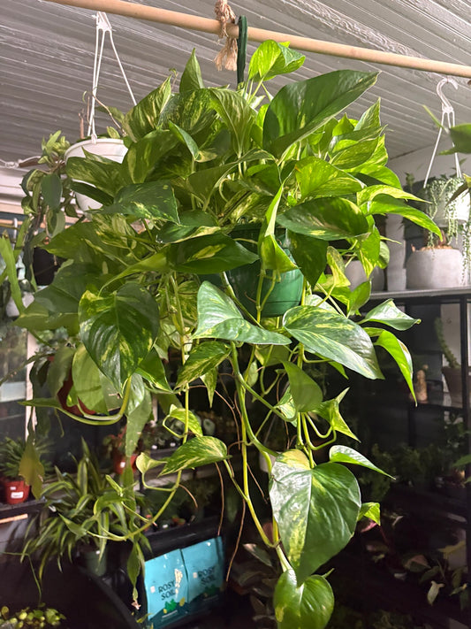 Golden Pothos (Hanging Basket)