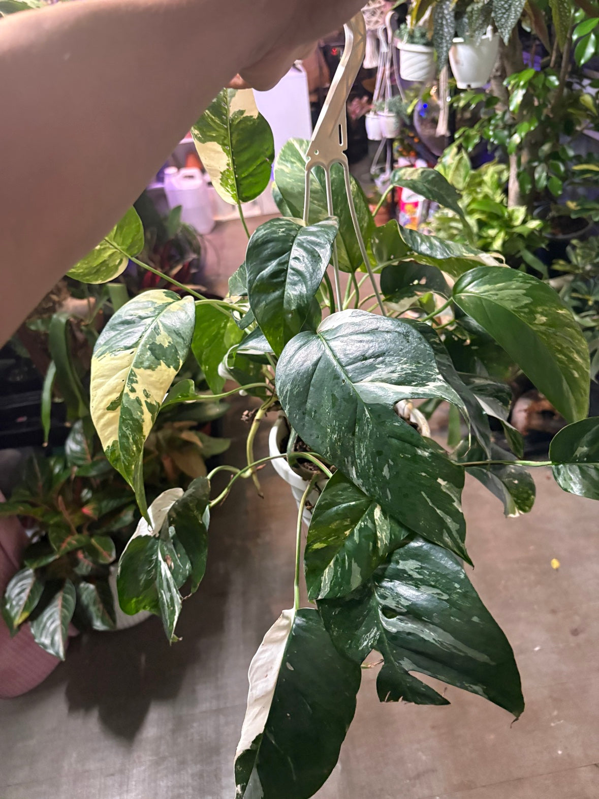 Epipremnum Pinnatum 'Albo'