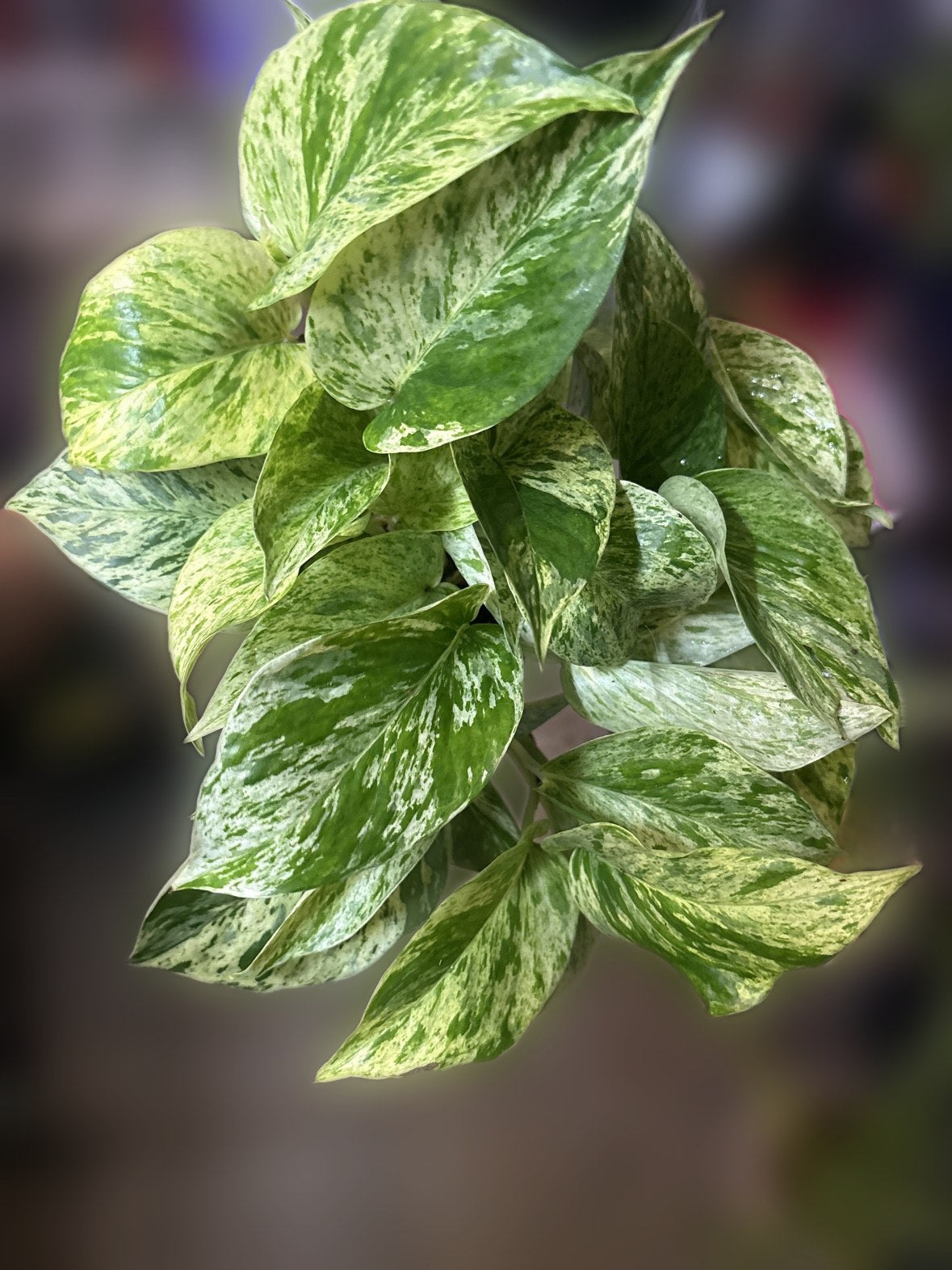 Pothos 'Marble Queen'