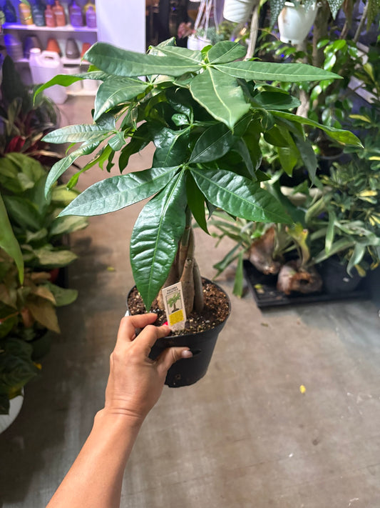 Money Tree