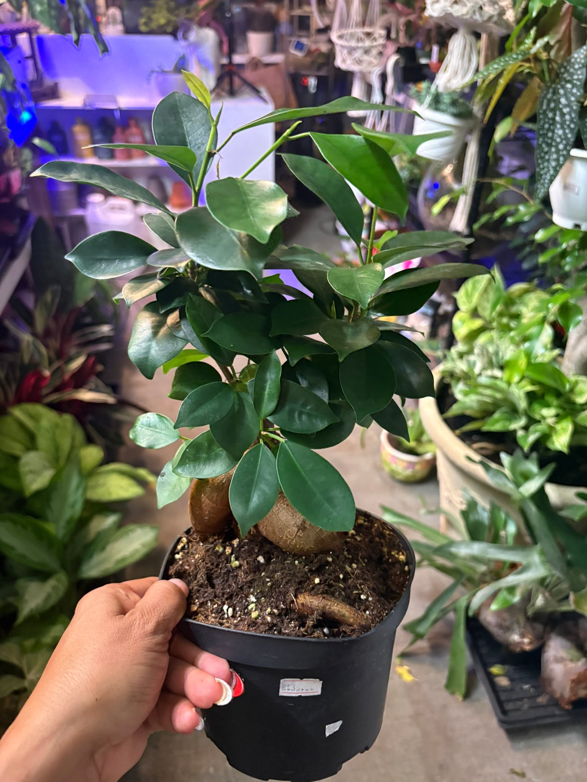 Ginseng Ficus
