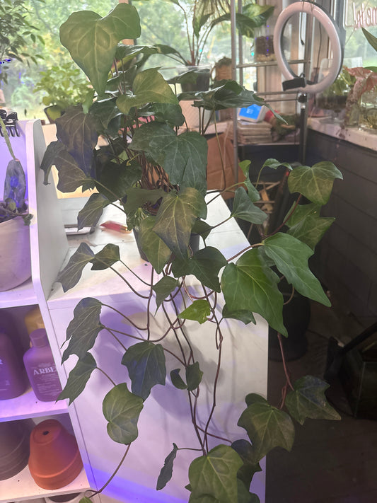 Swedish Ivy
