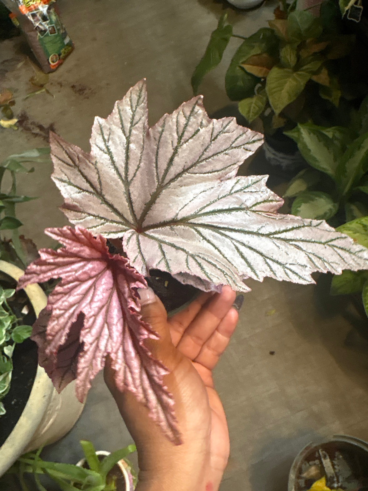 Begonia la Moon