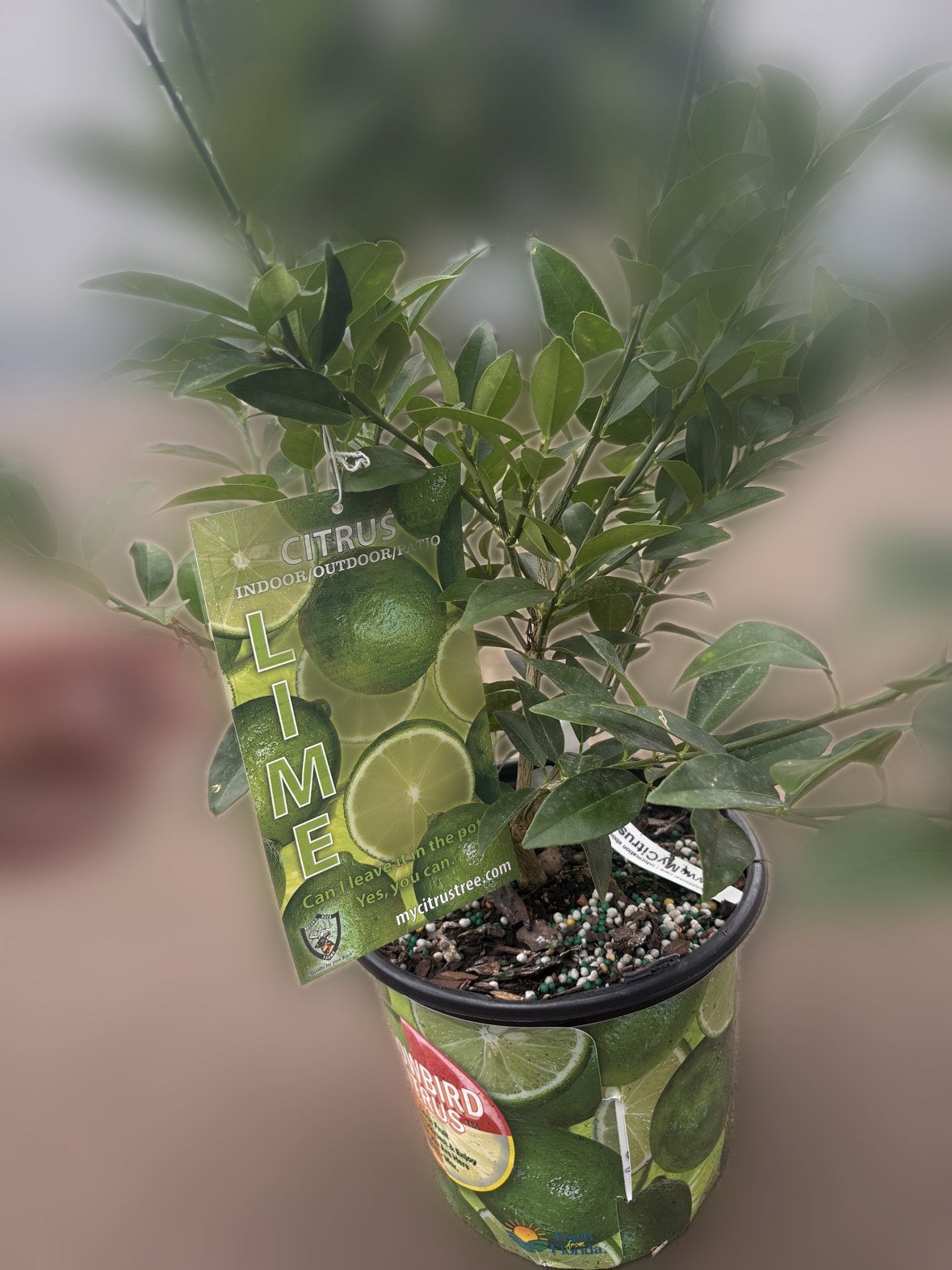 Lime Tree