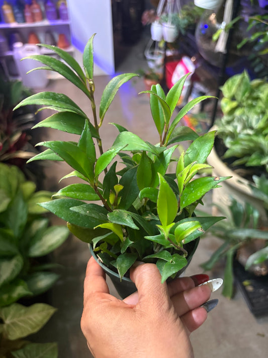 Lipstick Plant