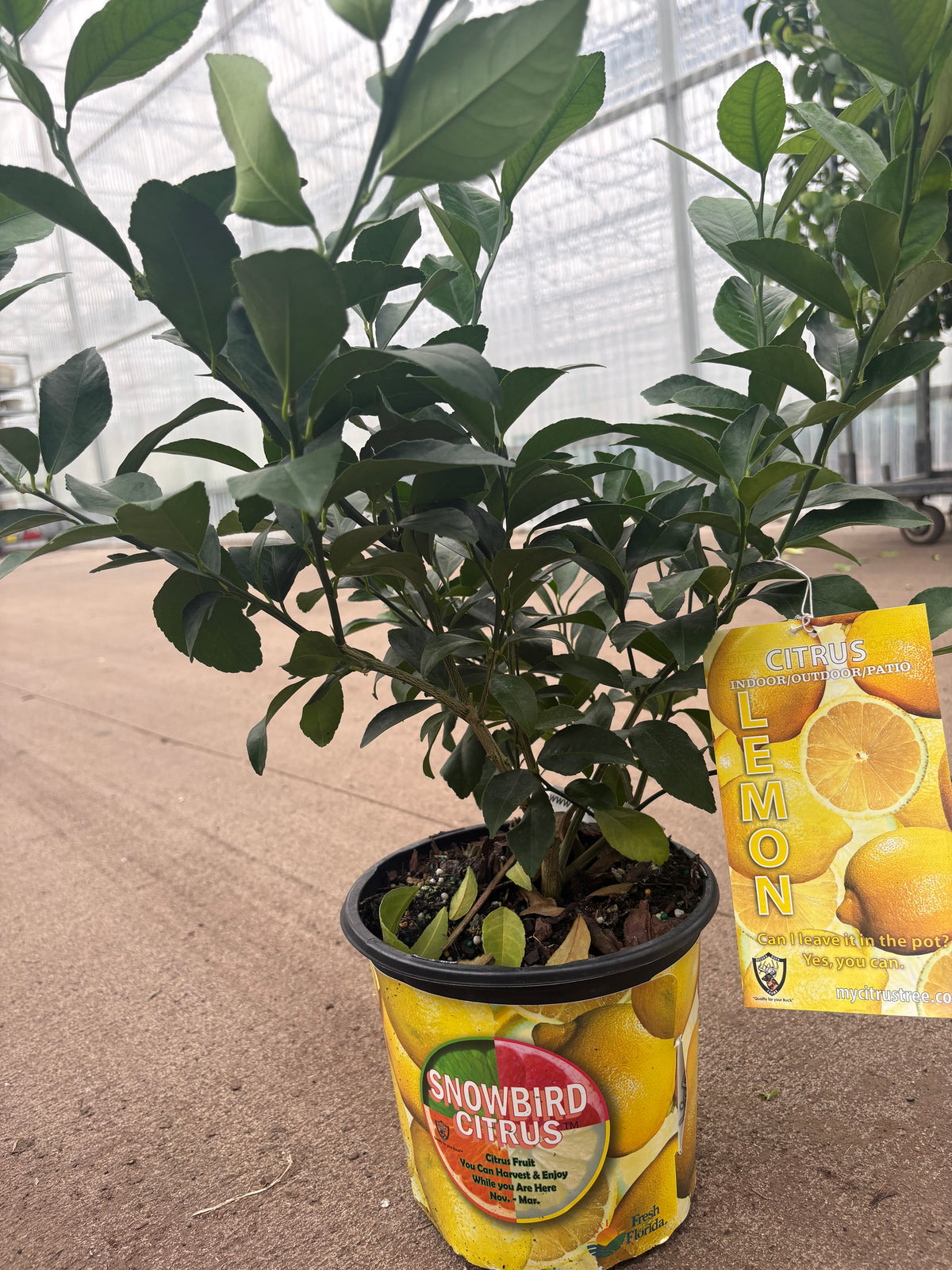 Lemon Tree