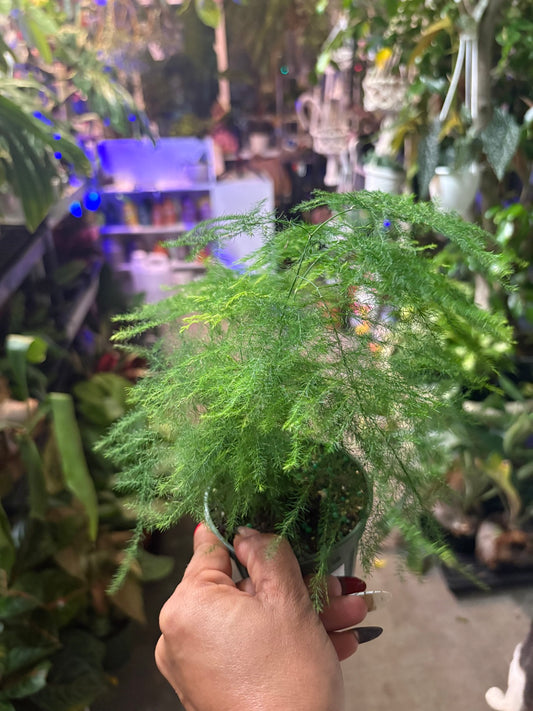 Asparagus Fern