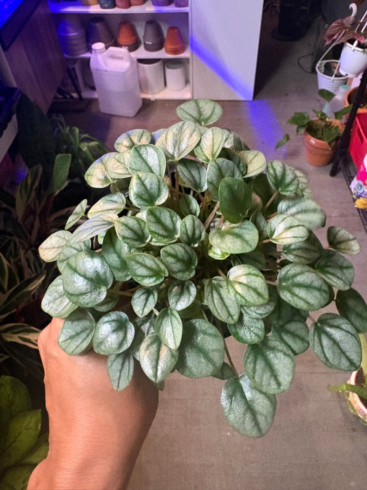 Peperomia 'Silver Ripple'