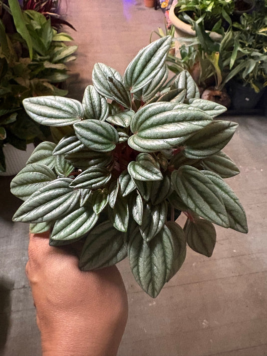 Peperomia 'Napoli Nights'