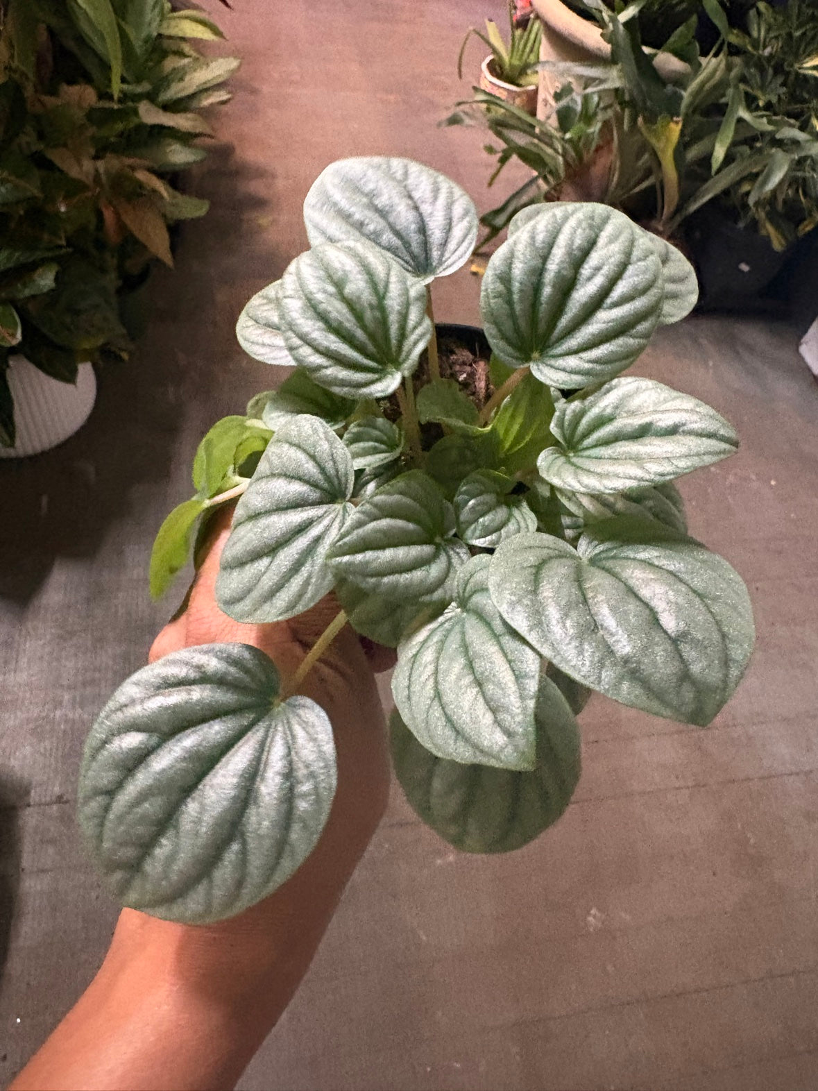 Peperomia Caperata 'Silver'