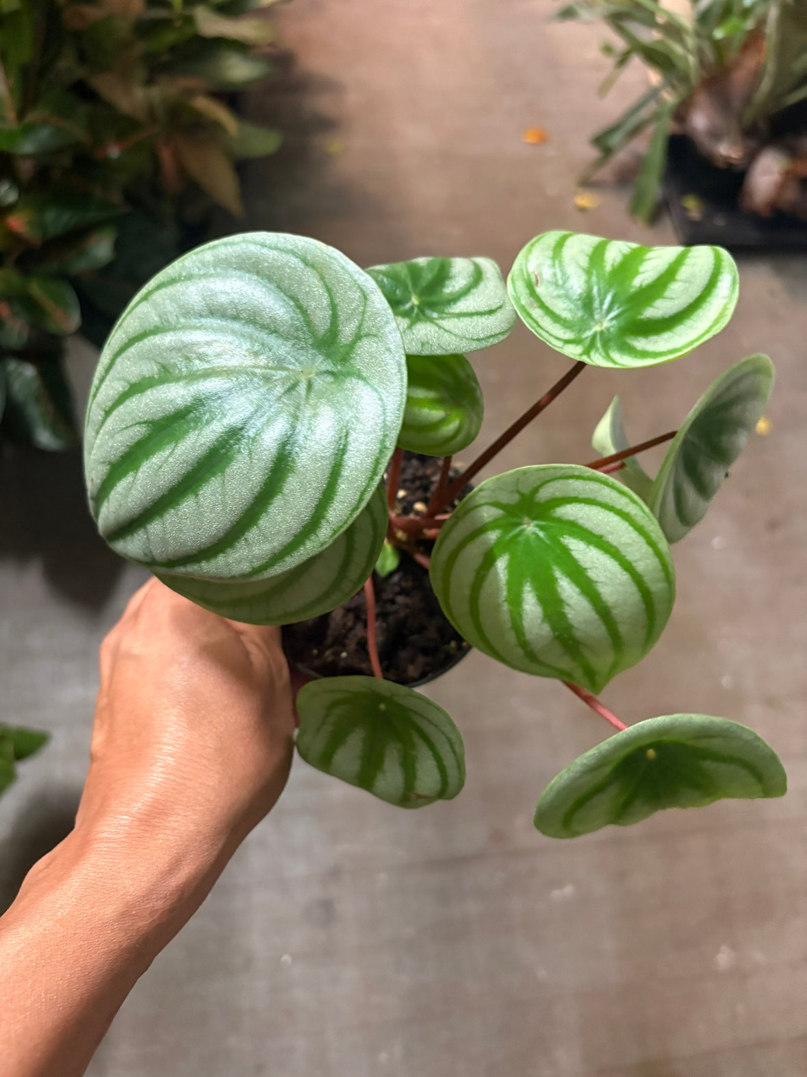 Watermelon Peperomia