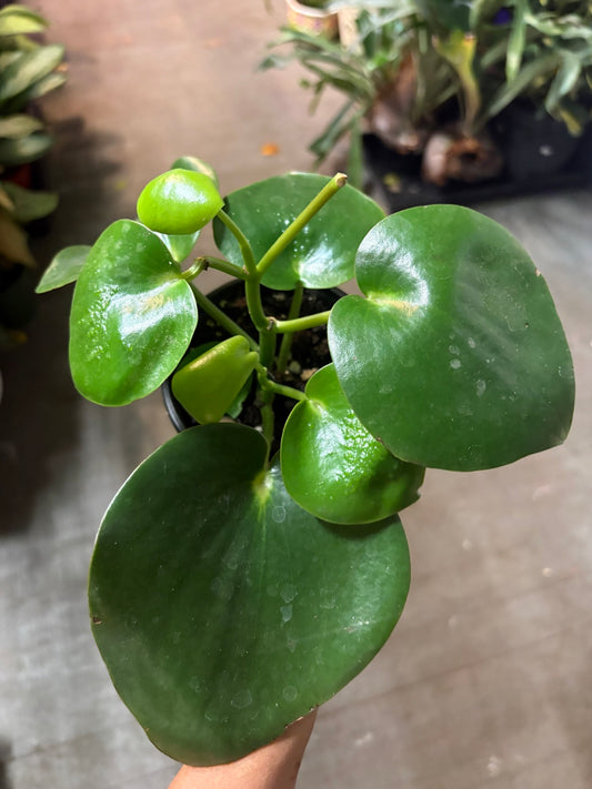 Peperomia 'Raindrop'