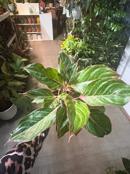 Aglaonema 'Siam Aurora' (Red Aglaonema)
