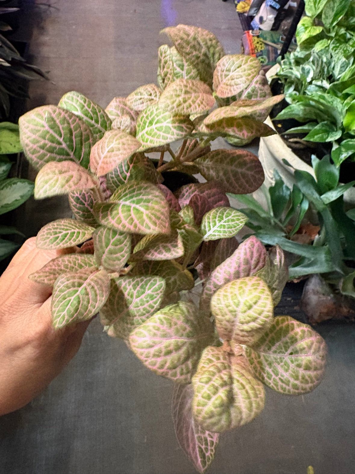 Pink Nerve Plant