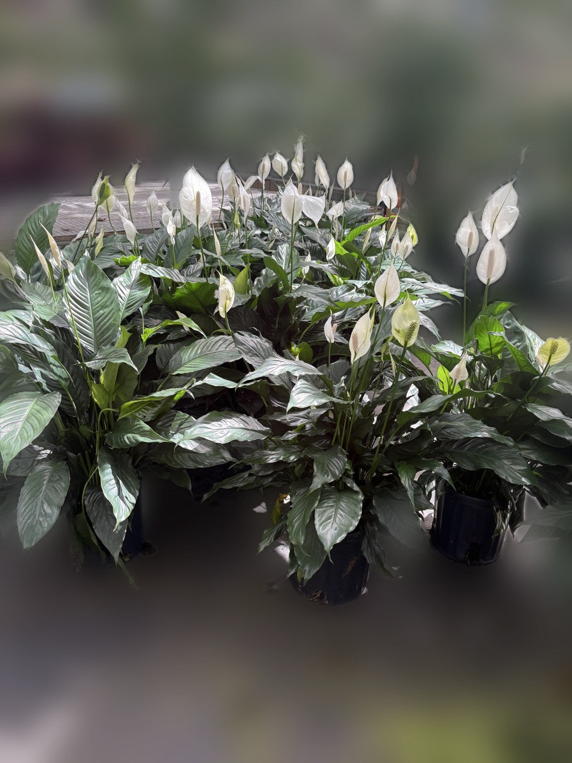 Peace Lily (Spathiphyllum)