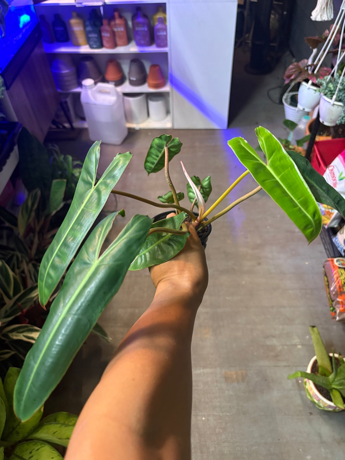 Philodendron Billietiae