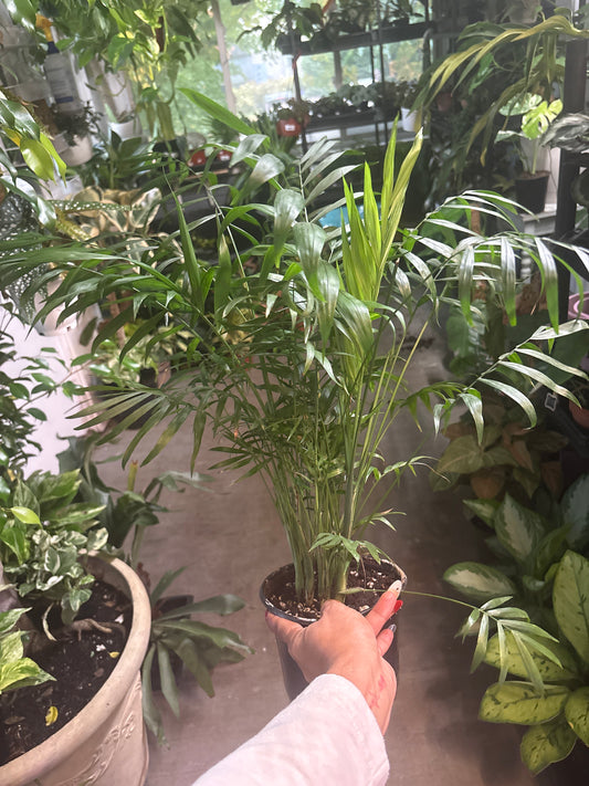 Parlor Palm