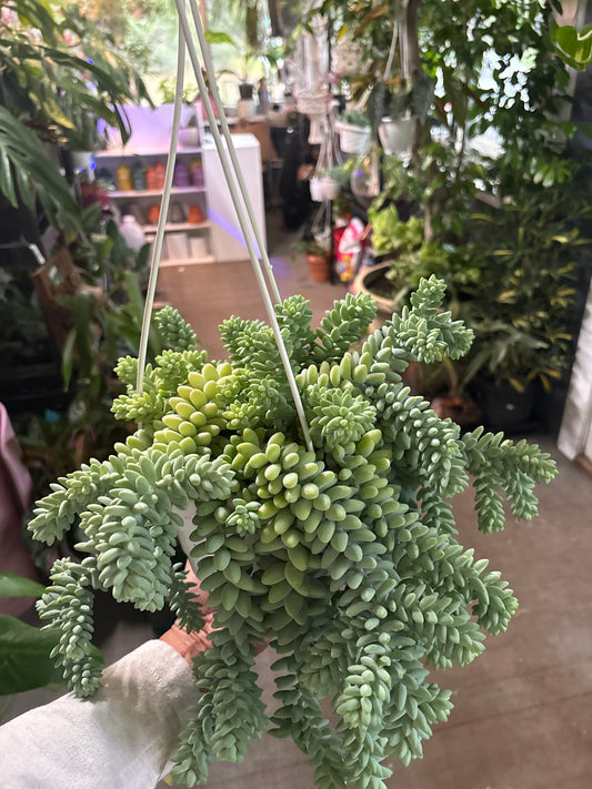 Burro's Tail (Hanging Basket)