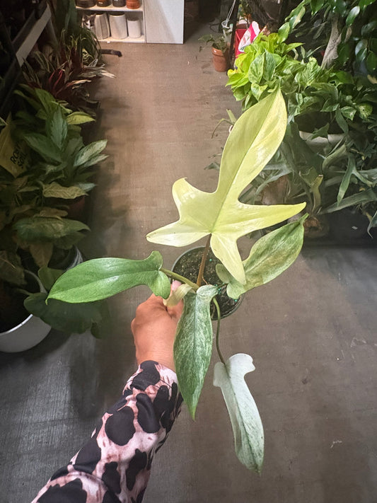 Philodendron 'Florida Ghost'