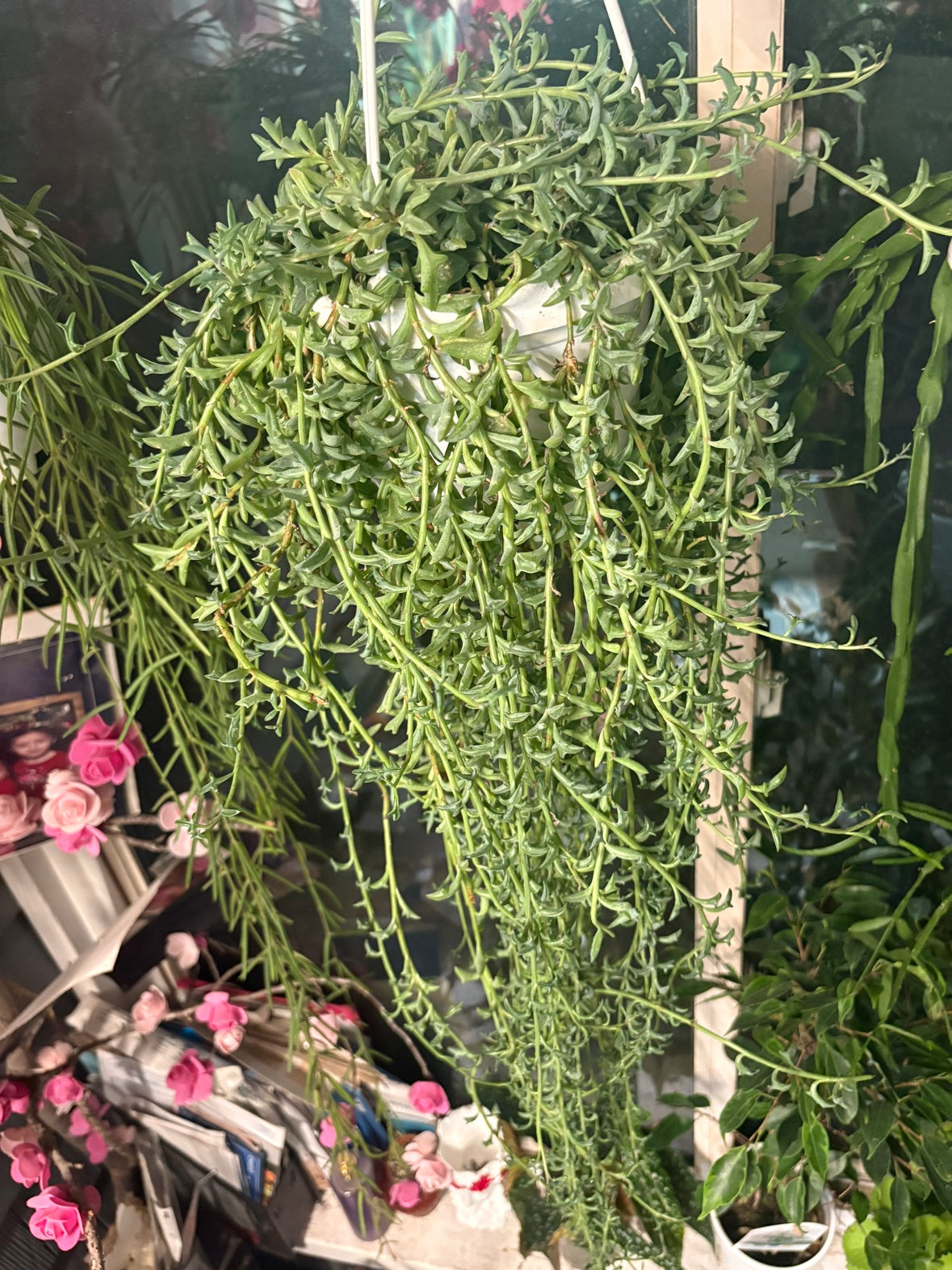 String of Dolphins (Hanging Basket)