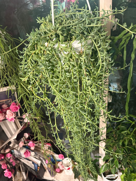 String of Dolphins (Hanging Basket)
