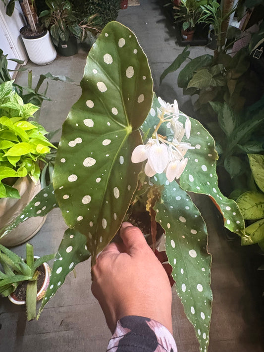Begonia Maculata (White Bloom)