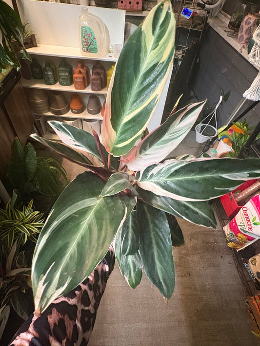 Stromanthe 'Triostar'