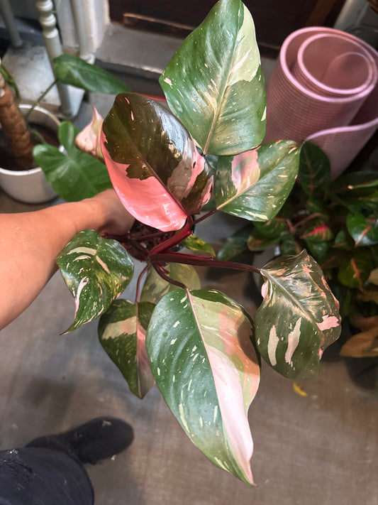 Philodendron 'Pink Princess' (Marble)