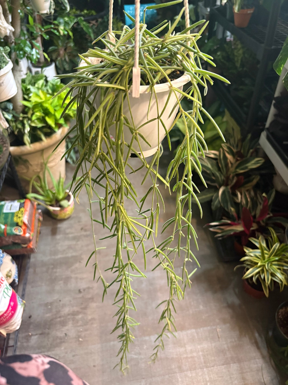 Hoya Linearis (Hanging Basket)
