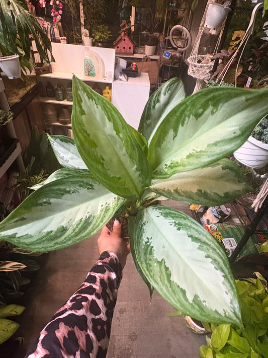 Aglaonema 'Silver Queen'