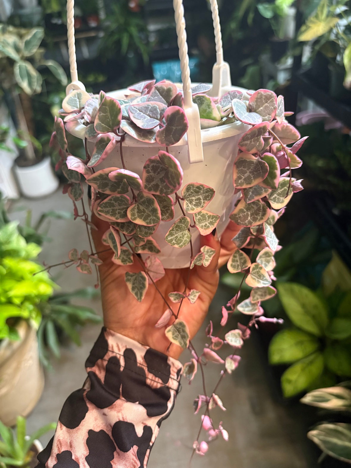 Variegated String of Hearts (Hanging Basket)