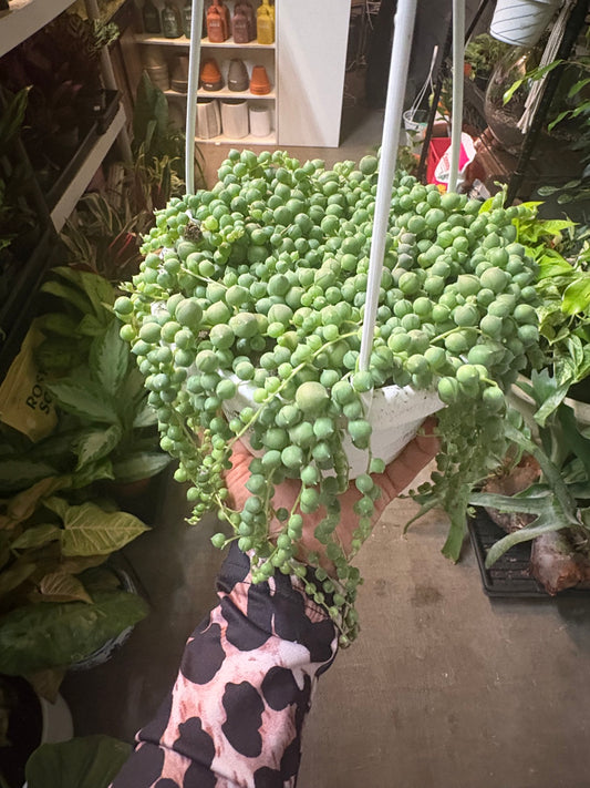 String of Pearls (Hanging Basket)