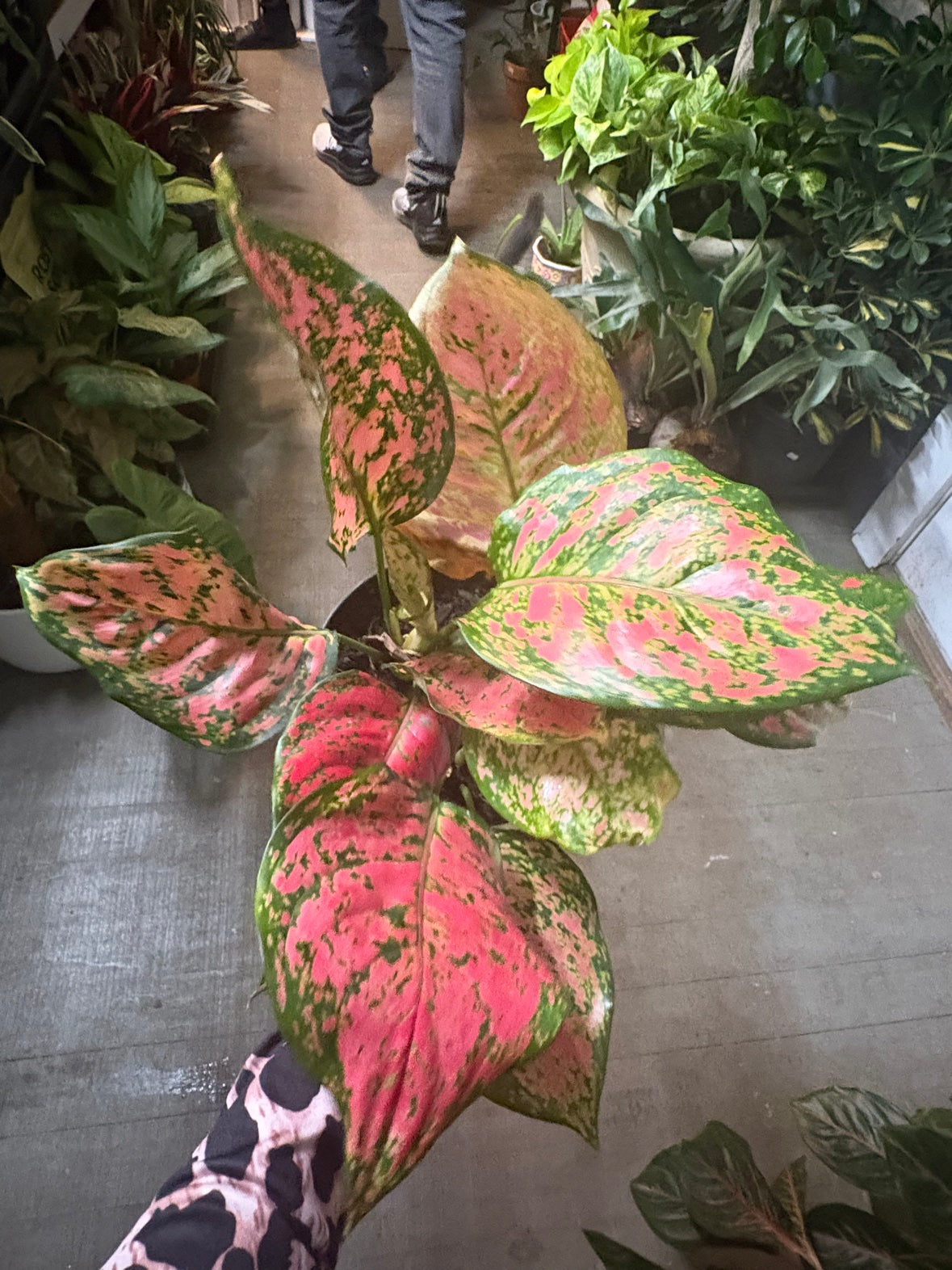 Aglaonema 'Lady Valentine'