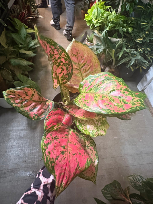 Aglaonema 'Lady Valentine'