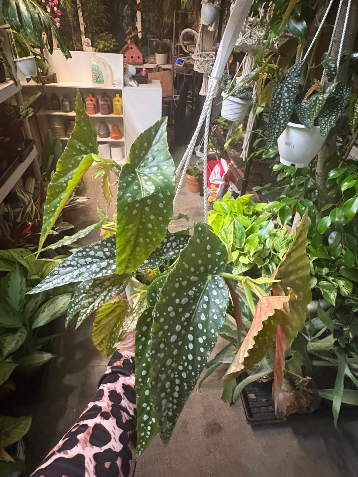 Begonia Ice