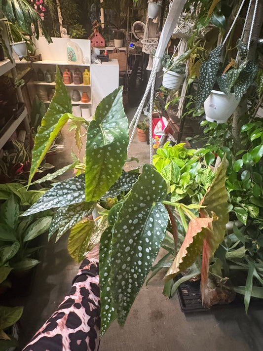 Begonia Ice
