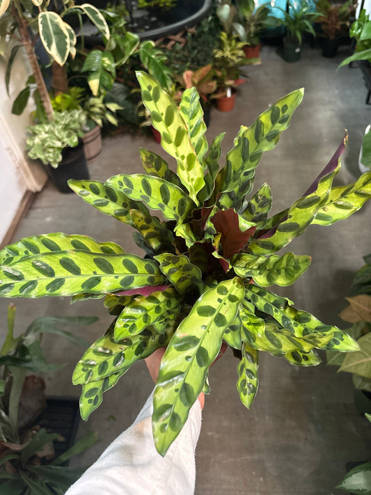 Calathea lancifolia (Rattlesnake)